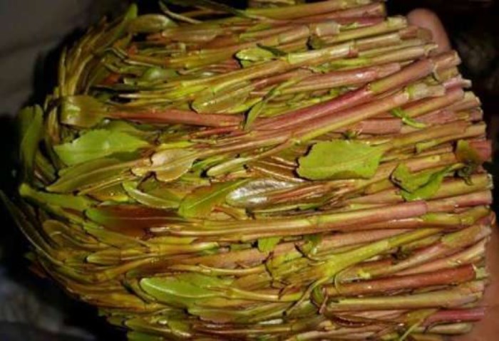 مخدر القات