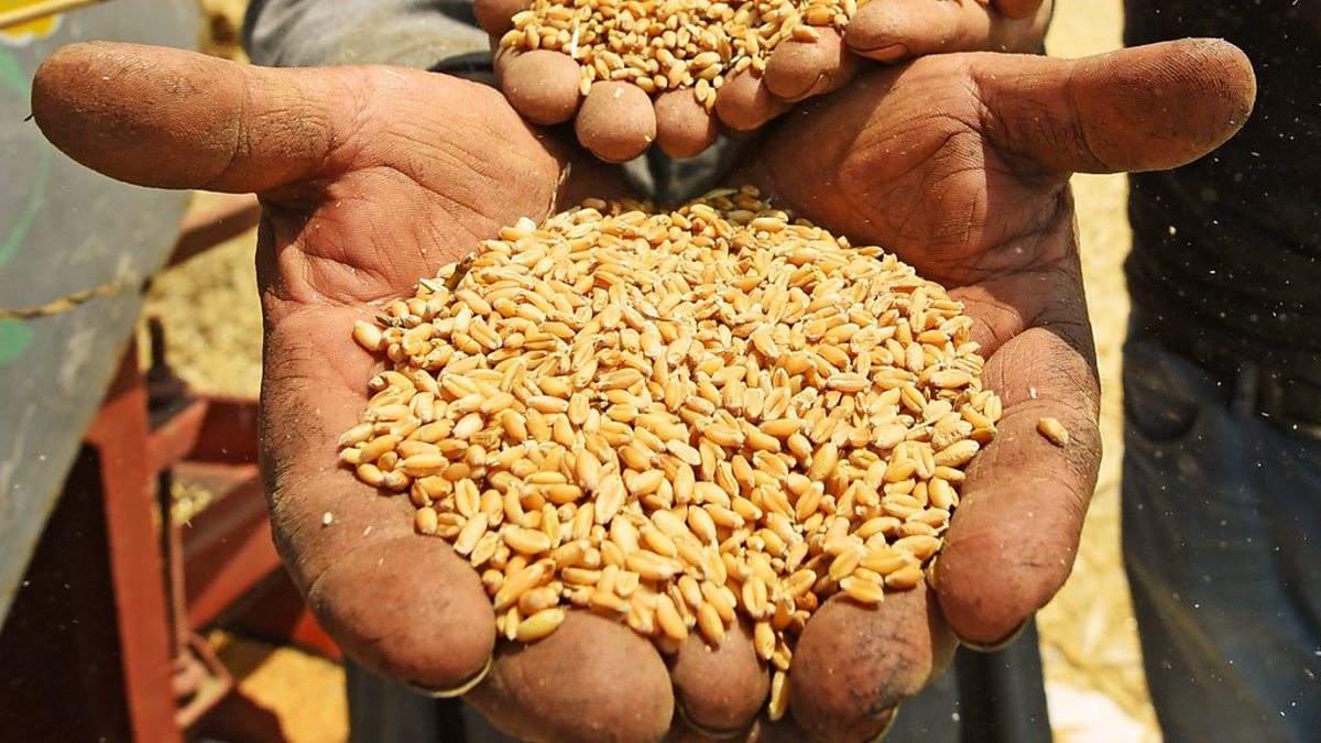 &nbsp;أعلاف محلية ومستورة أرشيفية