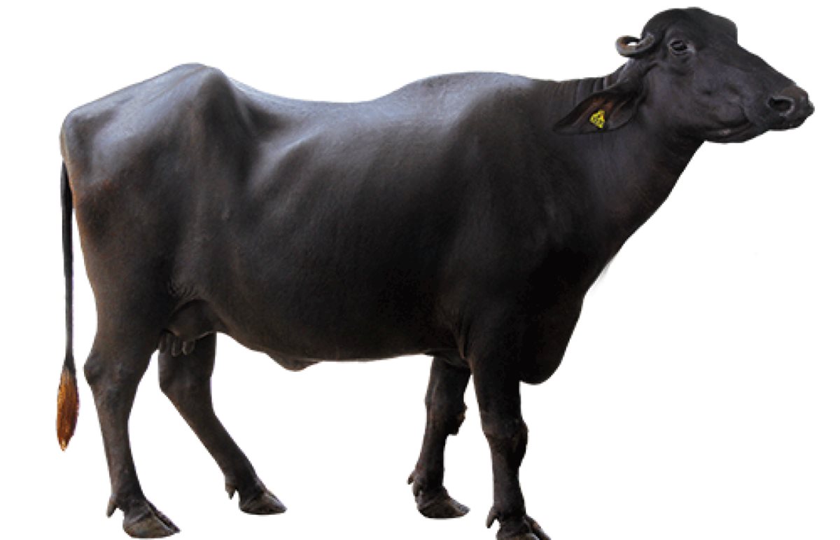 أرشيفية