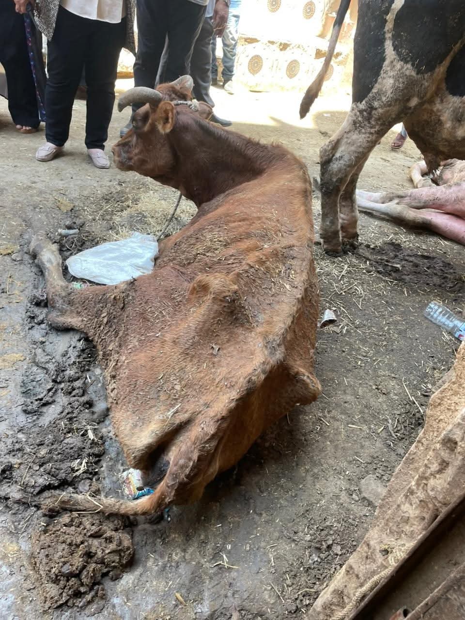 صور من الحملات التفتيشية&nbsp;