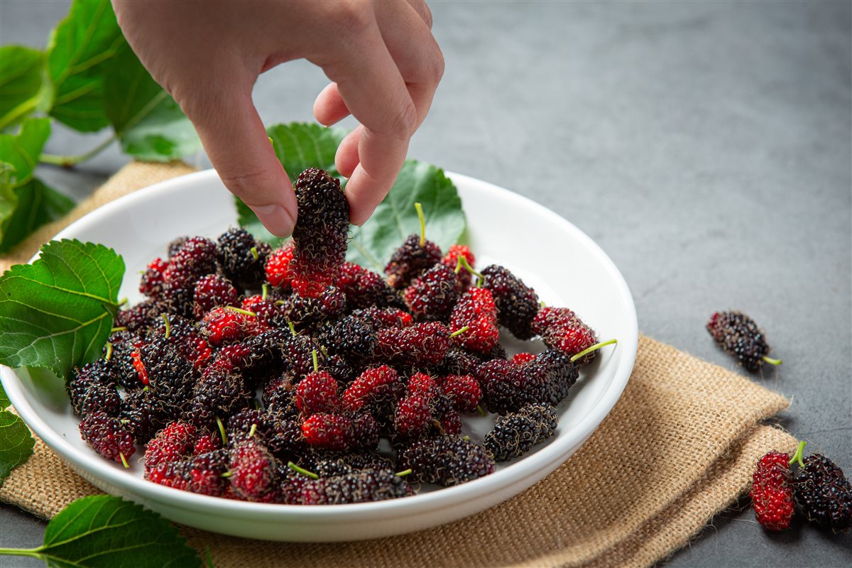 التوت