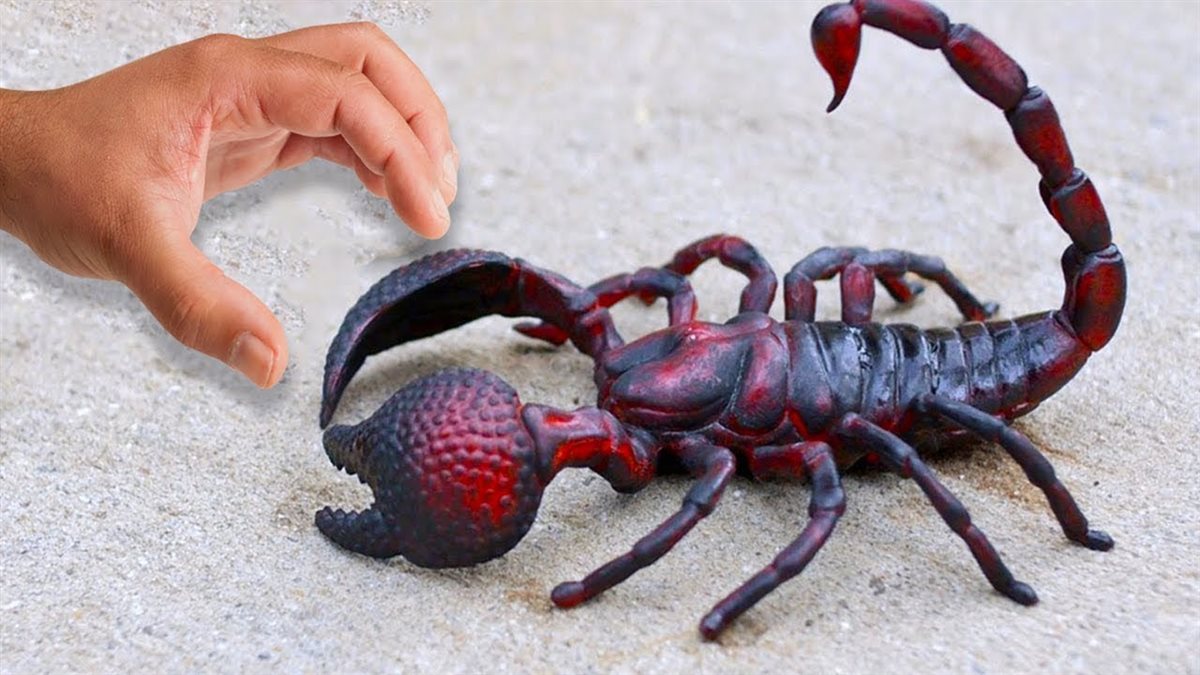 رؤية العقرب في المنام&nbsp;