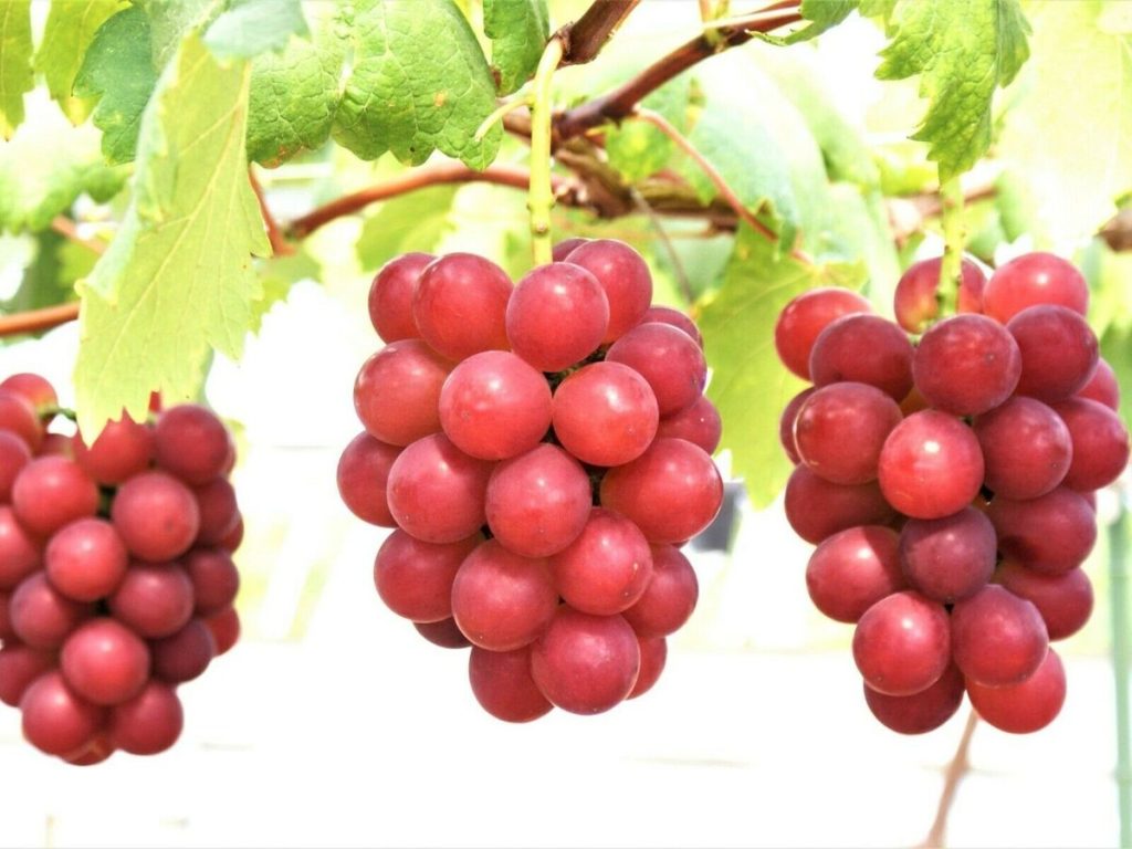 رؤية العنب