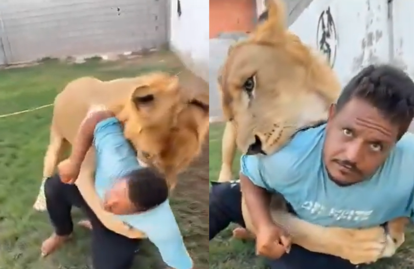 <strong>ليبي يطلق أسده على عامل مصري</strong>