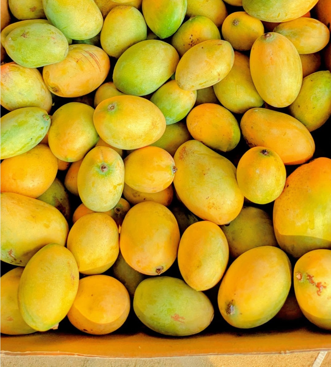 تفسير رؤية المانجو في المنام