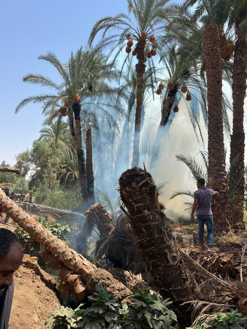 حريق عدد من الأشجار والنخيل في محافظة الأقصر&nbsp;