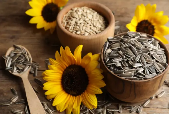 بذور دوار الشمس