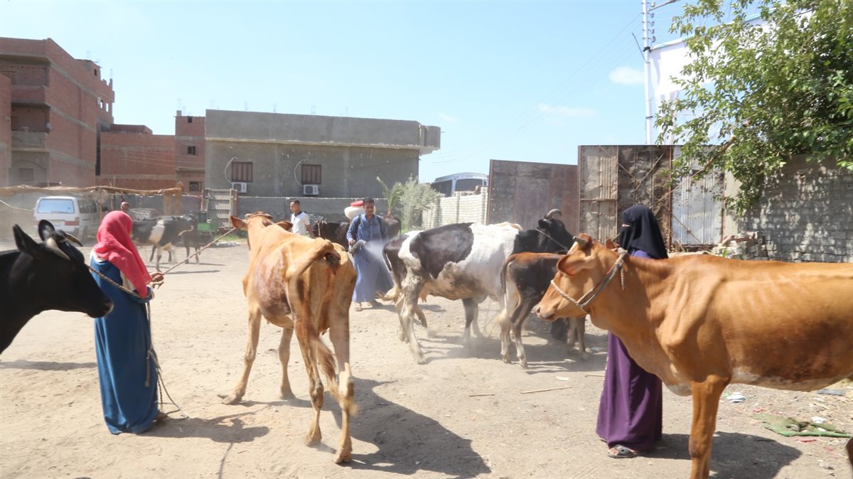 القافلة البيطرية لجامعة الفيوم