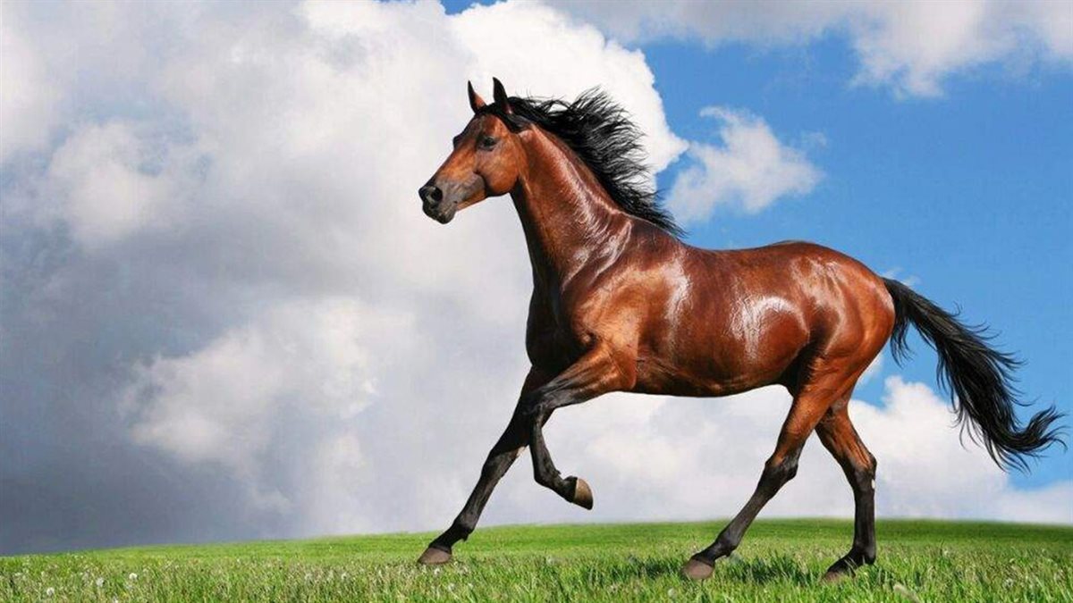 تفسير رؤية الخيل في المنام