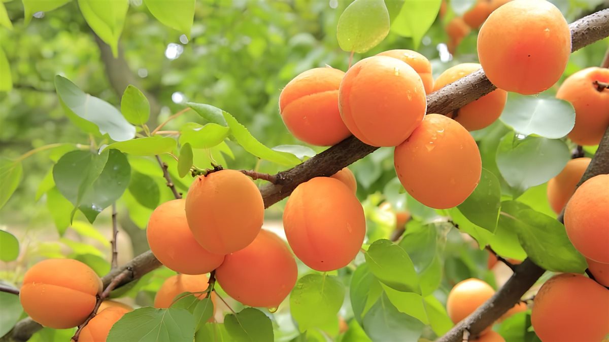 رؤية المشمش في المنام لابن سيرين&nbsp;