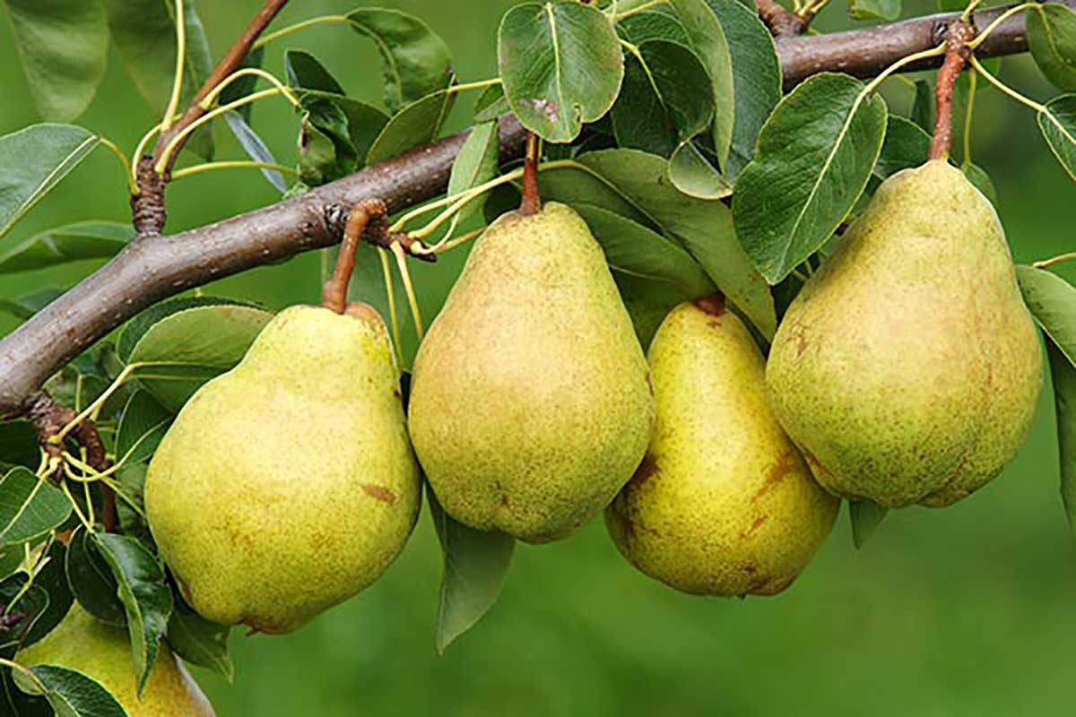 رؤية الكمثرى في المنام&nbsp;