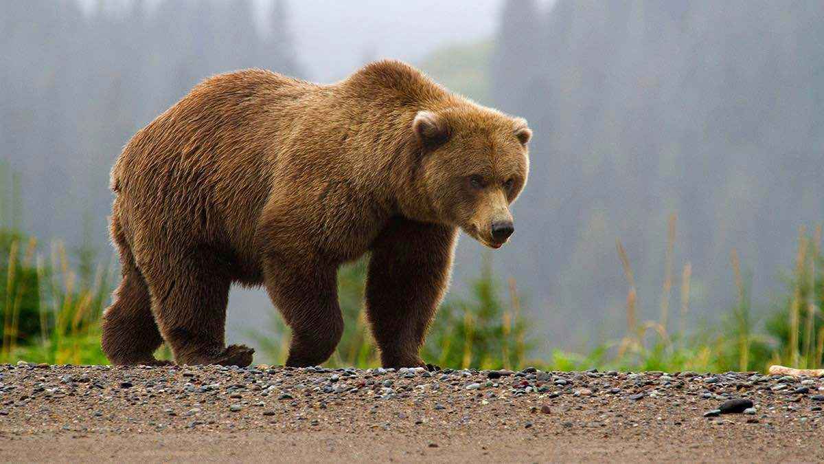 <strong>دب ينهي حياة سيدة ويصيب طفل بشبه جزيرة كامتشاتكا الروسية</strong>