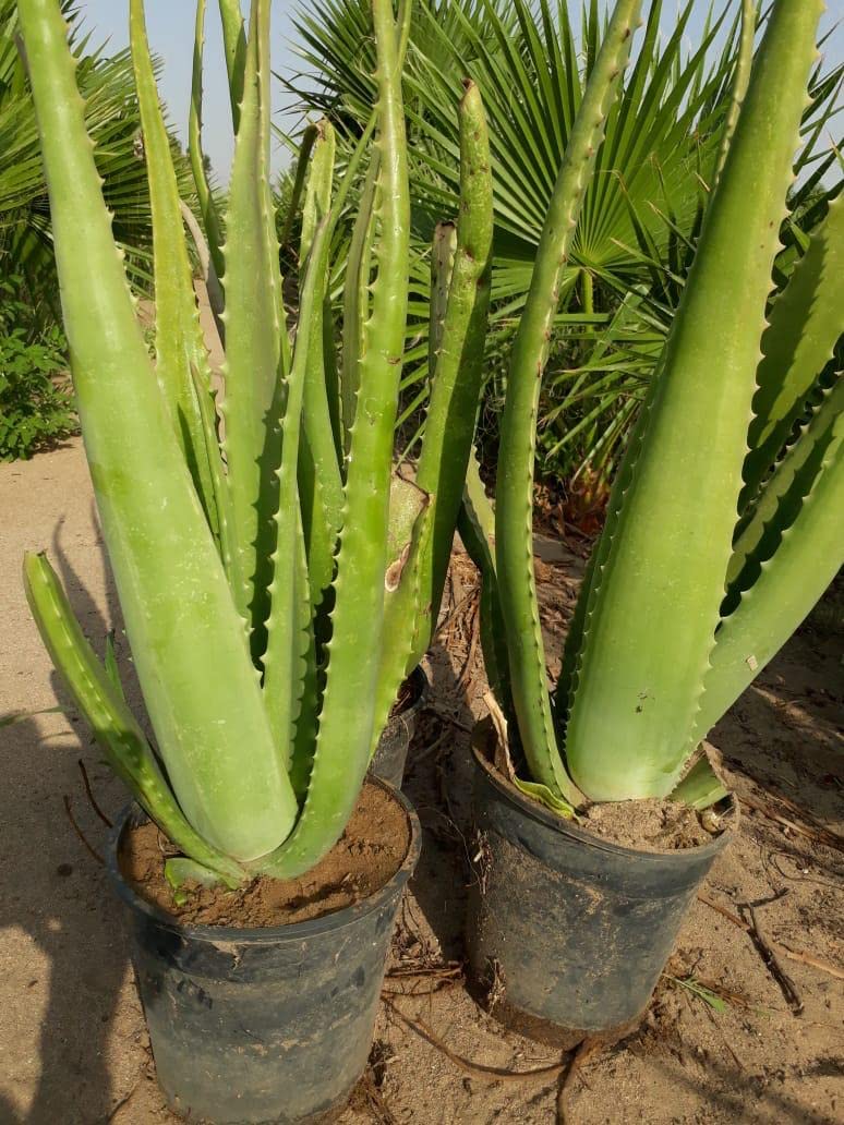 الصبار