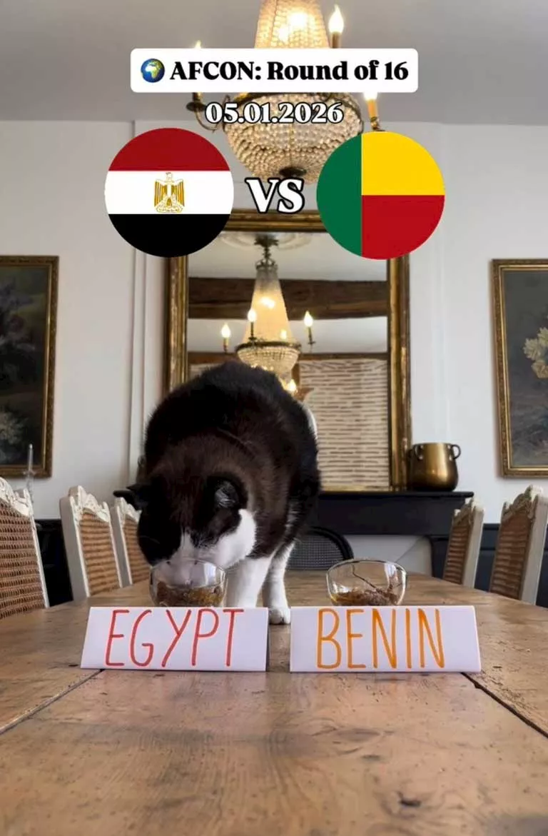 <strong>القط نيمبوس</strong>