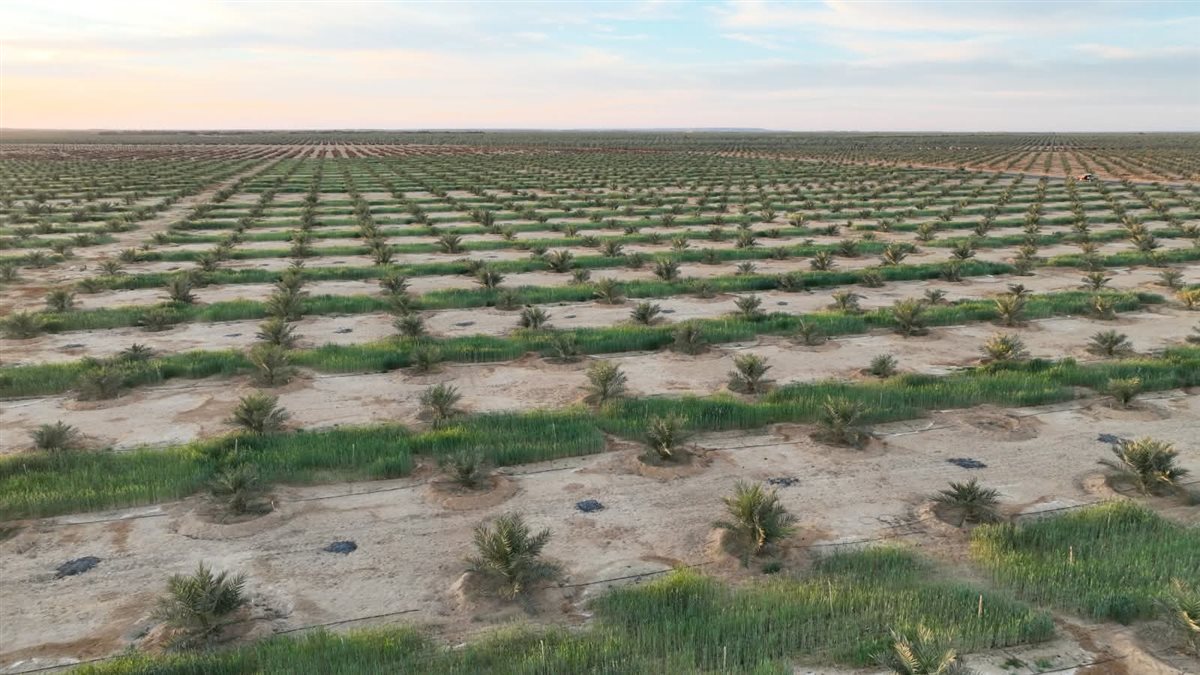 مزرعة نخيل