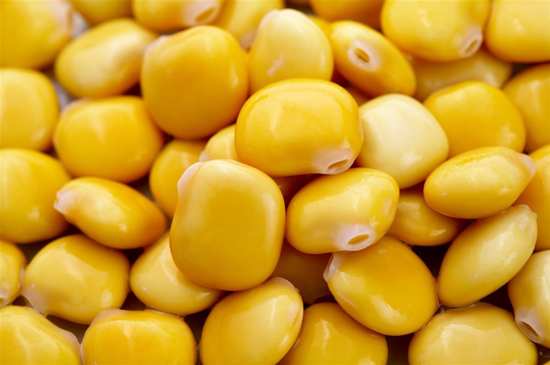 الترمس&nbsp;