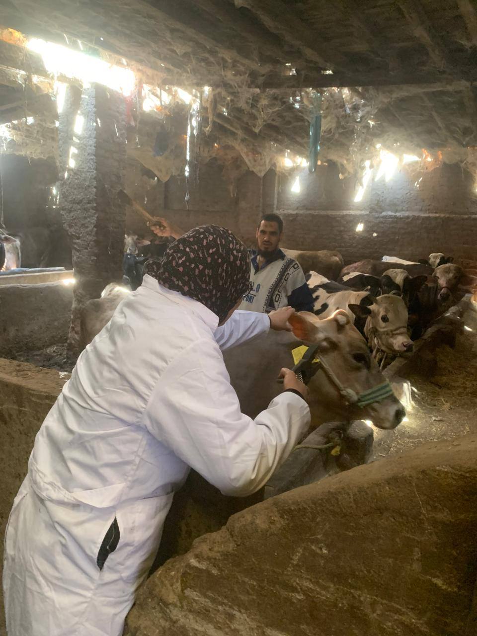 الجيزة تأ تنفبديذ مشروع لحماية الثروة الحيوانية