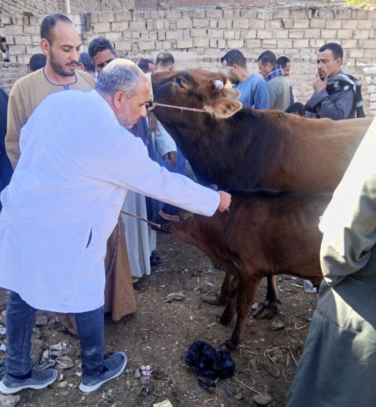 الجيزة تبدأ تنفيذ مشروع لحماية الثروة الحيوانية