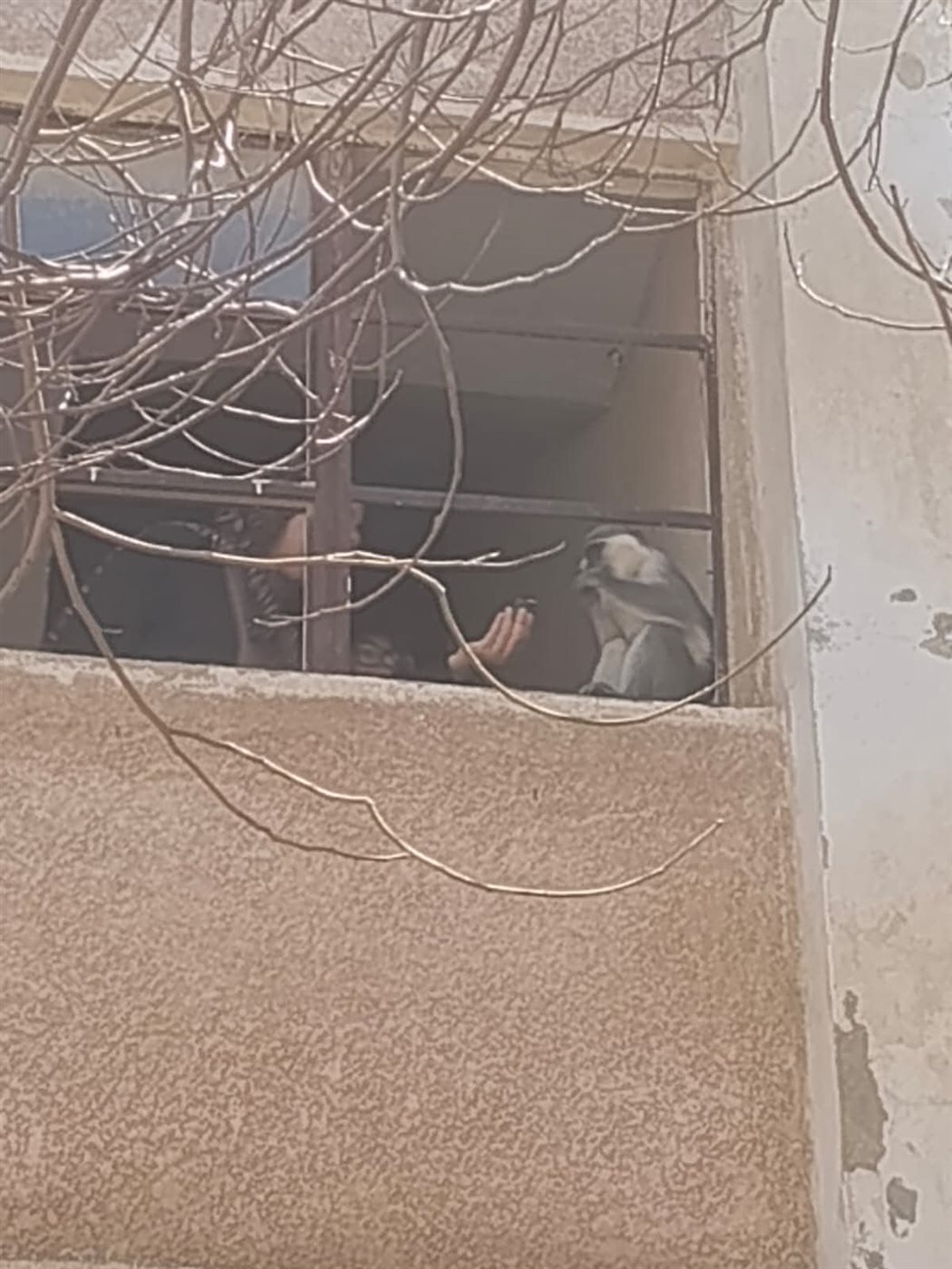 صور من تسلل القرد البيوت والأشجار