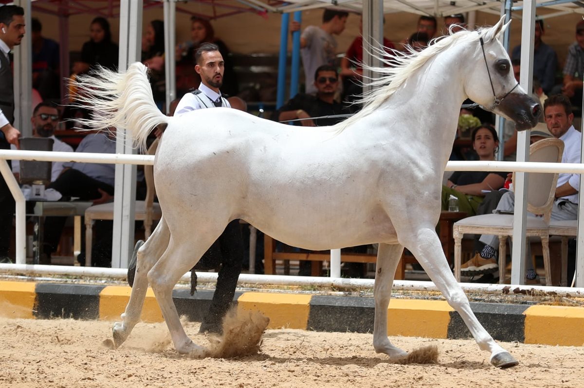 <strong>خيل </strong>