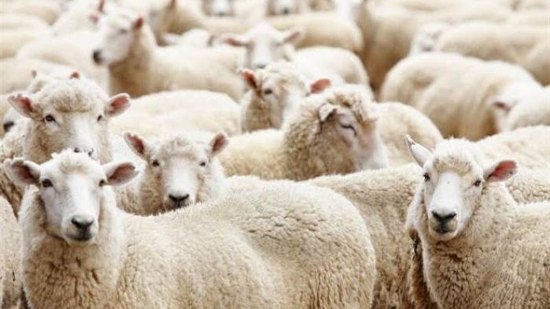 حكم الاشتراك في أضحية واحدة
