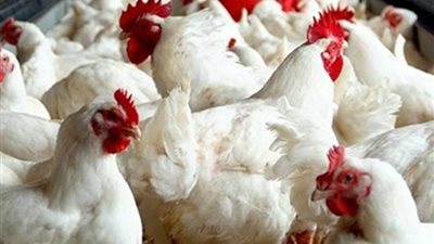 عضو مجمع البحوث الإسلامية يوضح حكم التضحية بالفراخ