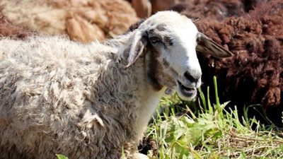 ما حكم شراء صكوك الأضحية في العيد ؟