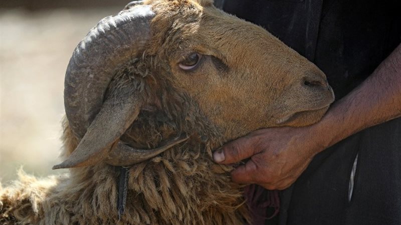 الأضحية