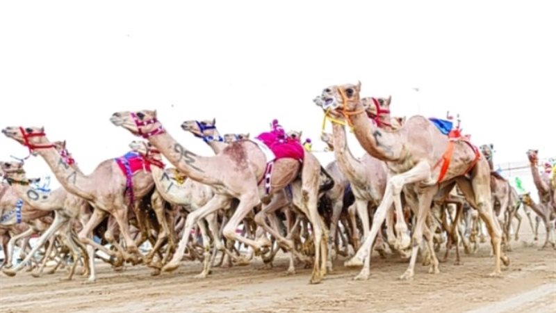 انطلاق مهرجان السعودى