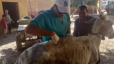 «الزراعة» تُطلق قافلة بيطرية لعلاج مواشي صغار المربين مجانًا