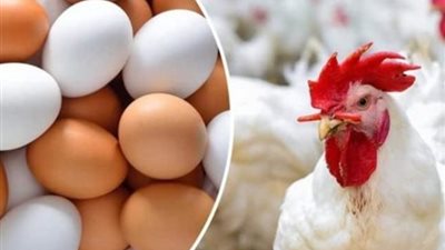 أسعار  الدواجن اليوم الأربعاء 9-8-2023 في الأسواق