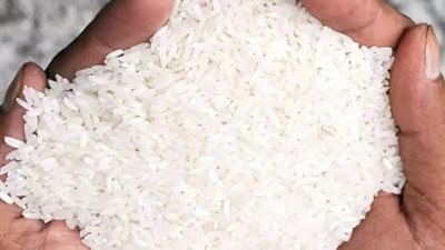 شعبة الأرز: الإنتاج المحلي يتعدى 7 ملايين طن.. ولا نحتاج لاستيراده