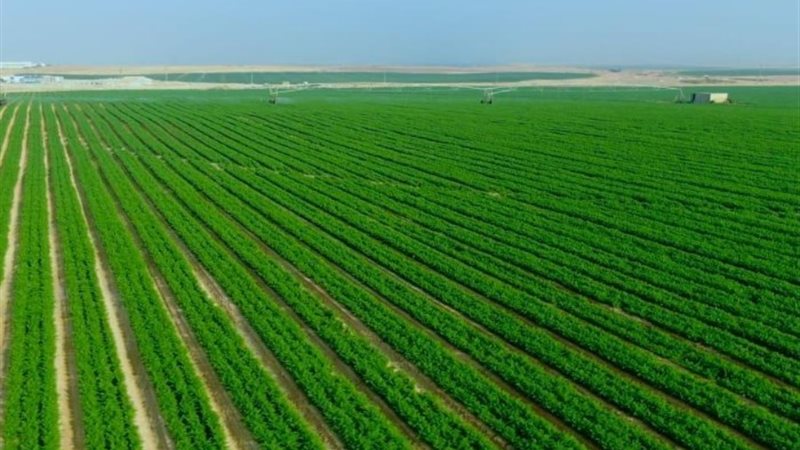 حلم الاكتفاء الذاتي ..مشروع مستقبل مصر في الزراعة والغذاء