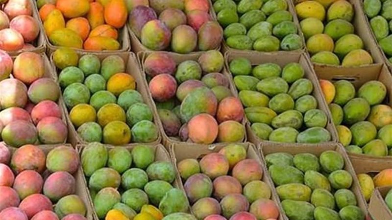 أسعار المانجو