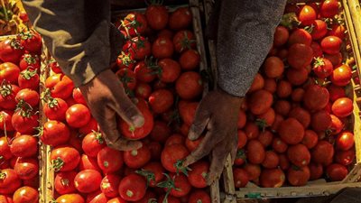 «القوطة أغلى من المانجا»، مفاجأة في أسعار الطماطم اليوم بالأسواق