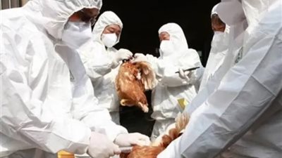 رصد 3 إصابات بشرية بسلالة «إتش5» من إنفلونزا الطيور