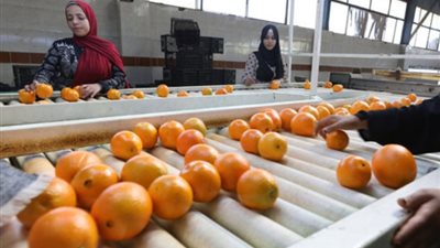 البصل والموالح على رأس قائمة الصادرات المصرية 2024
