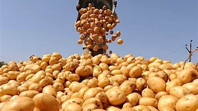 شعبة الخضراوات تحدد موعد تراجع أسعار البطاطس