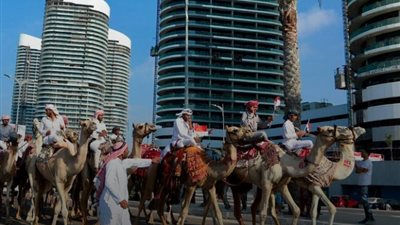 انطلاق عروض وسباقات «الهجن» بمهرجان العلمين