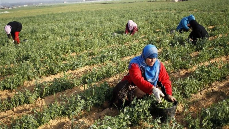 وقف العمل علي ضريبة الأطيان