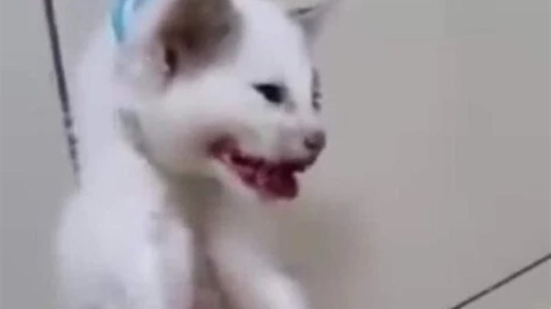 أرشيفية