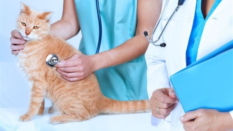 تنسيق كليات الطب البيطري 2024 بالجامعات الخاصة