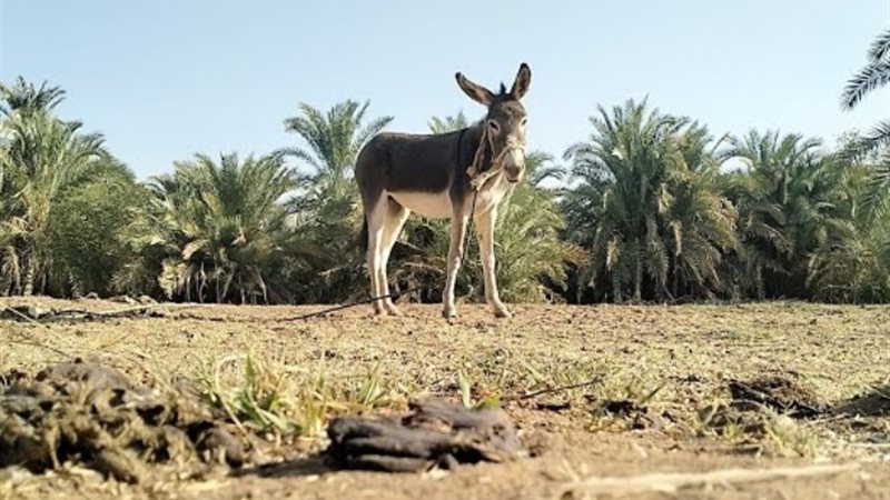حمار فى الارياف