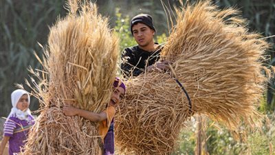 التموين تحظر تداول «القمح» بمصانع الأعلاف وأصحاب المزارع السمكية