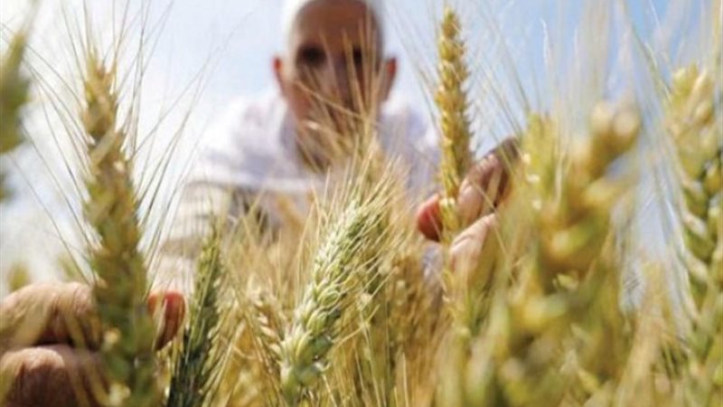 القمح المصري - أرشيفية