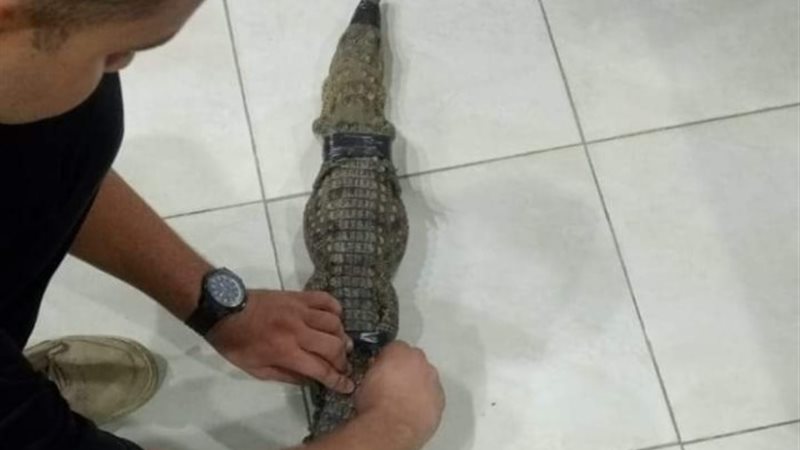 تمساح البدرشين