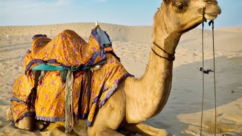 الجمل ـ أرشيفية