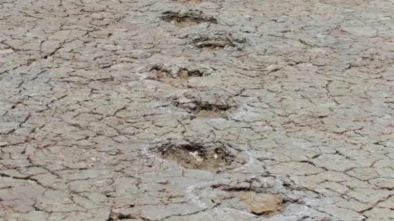 آثار ديناصورات