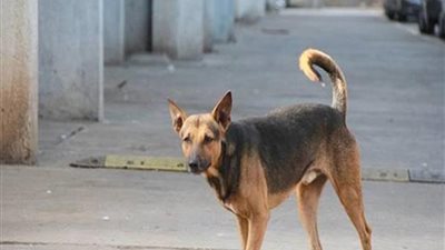 مصرع طفل عقره كلب في ساقلته بمحافظة سوهاج