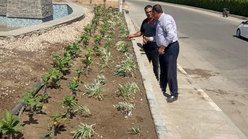 زراعة نباتات الزينة